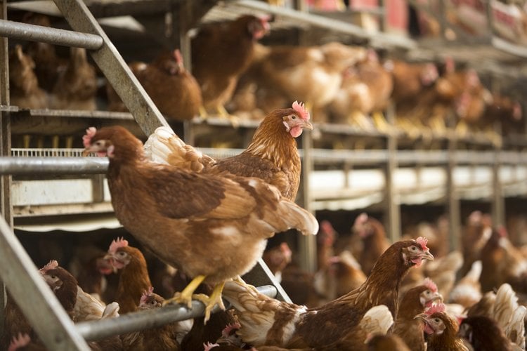 Reducing the use of antibiotics in poultries