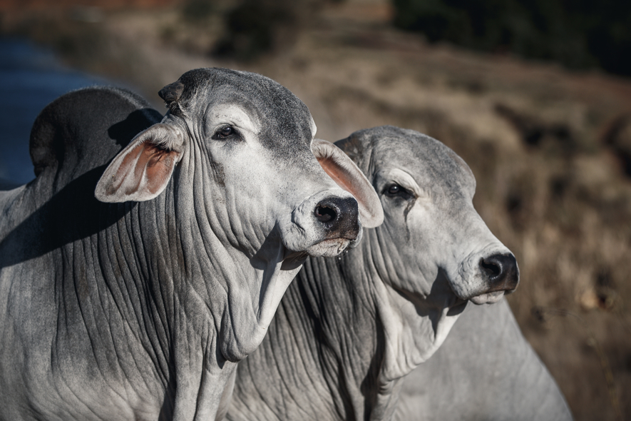 Two grey bulls