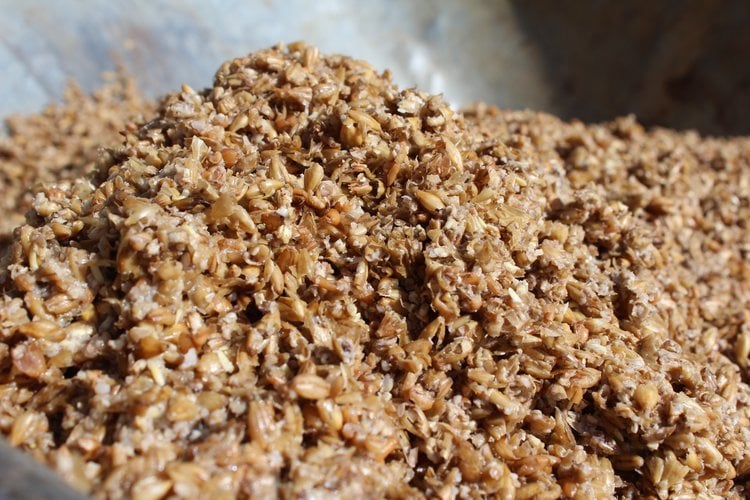 Spent beer yeast