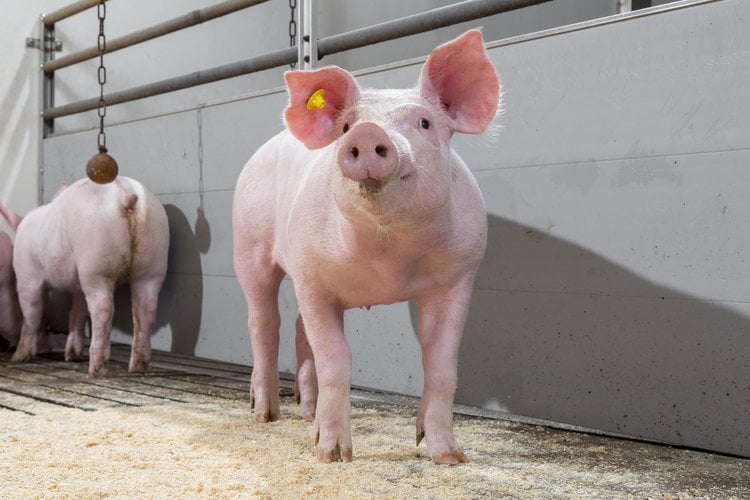 salmonella control in pigs