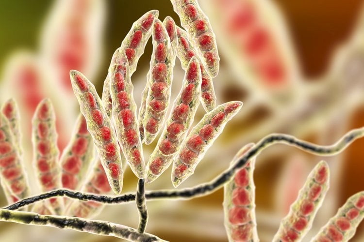 Mycotoxin