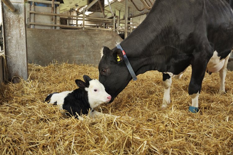 Dairy Cow Lactation Transition - Trouw Nutrition