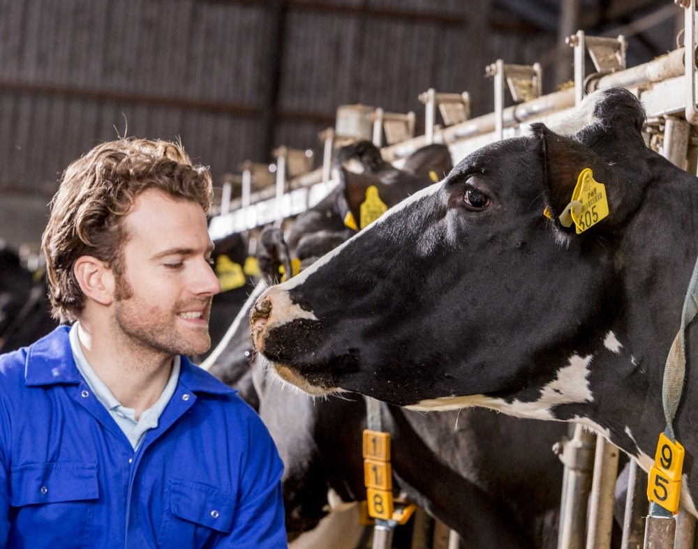 Optimising the post-freshening period for dairy cows - All About Feed