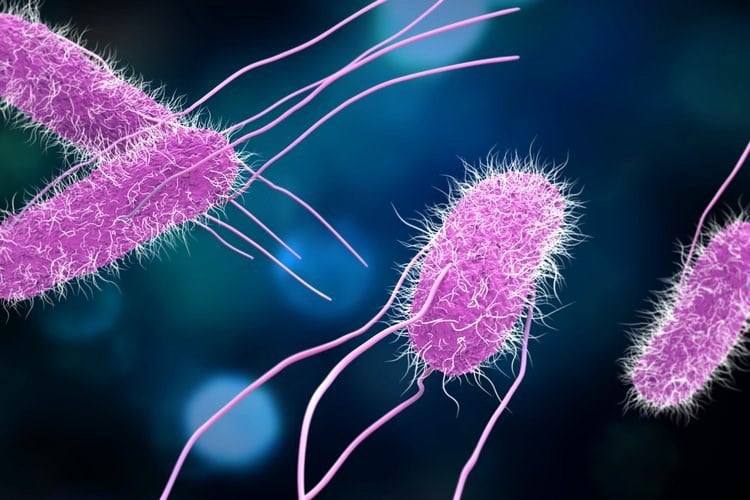 Salmonella