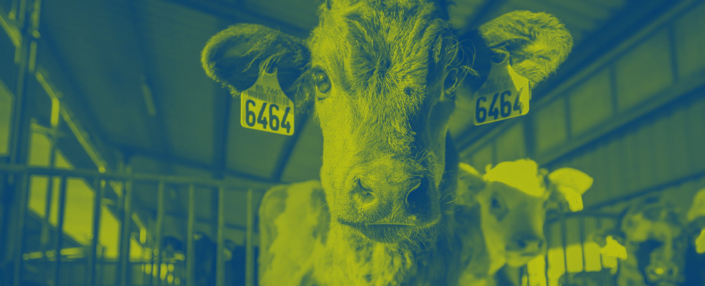 cow duotone