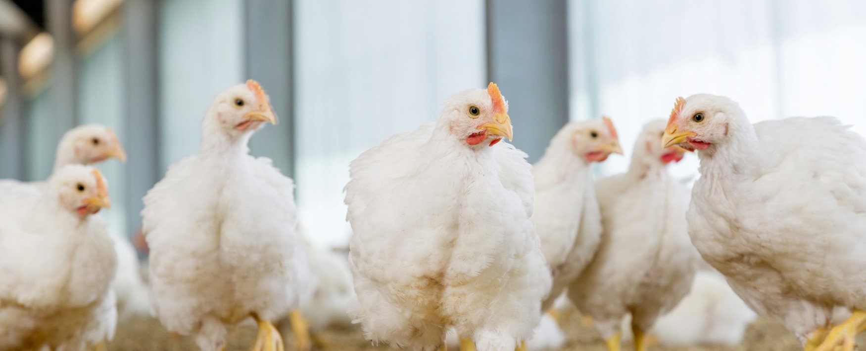 Antimicrobial Reduction In Broilers Trouw Nutrition