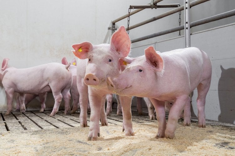 Reducing the use of antibiotics in sows