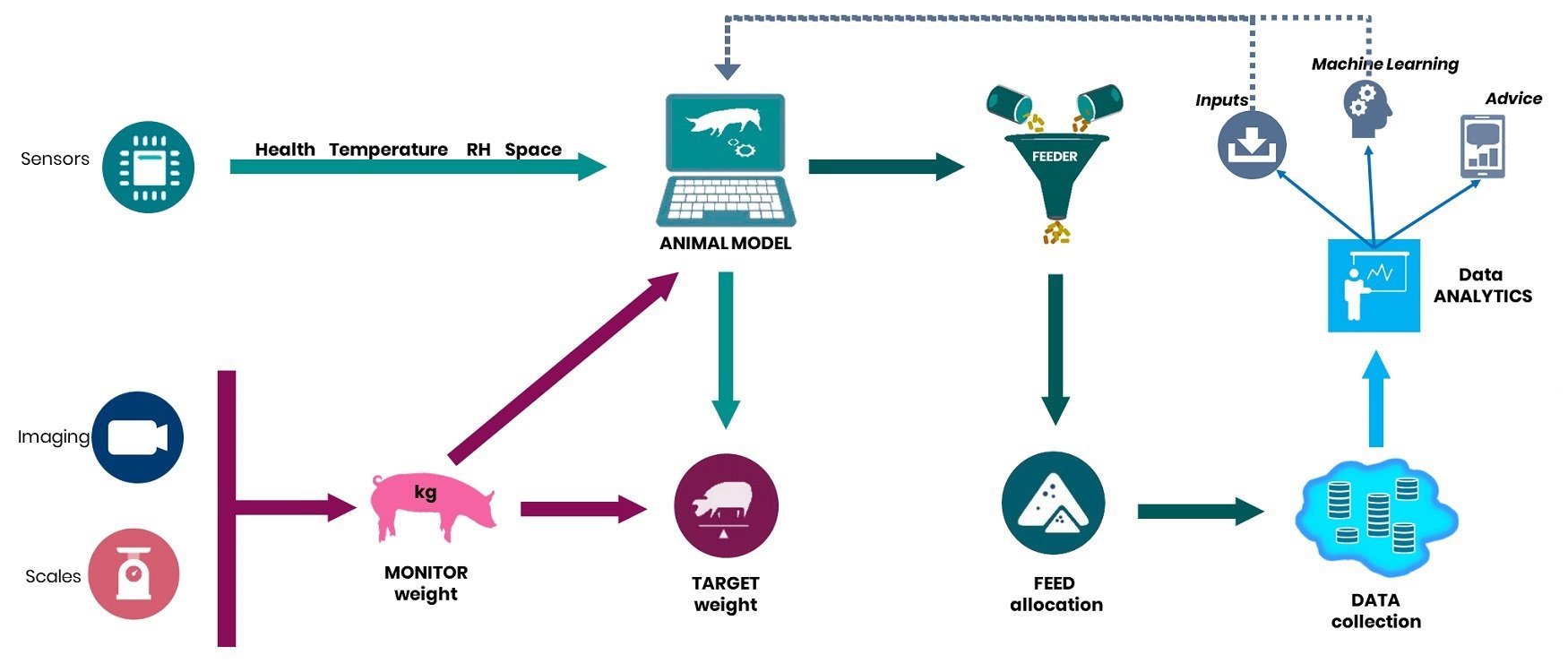 An example of hybridization in animal modelling