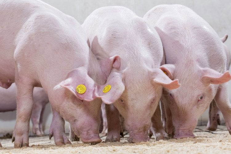 optimizing mineral in diets for pigs