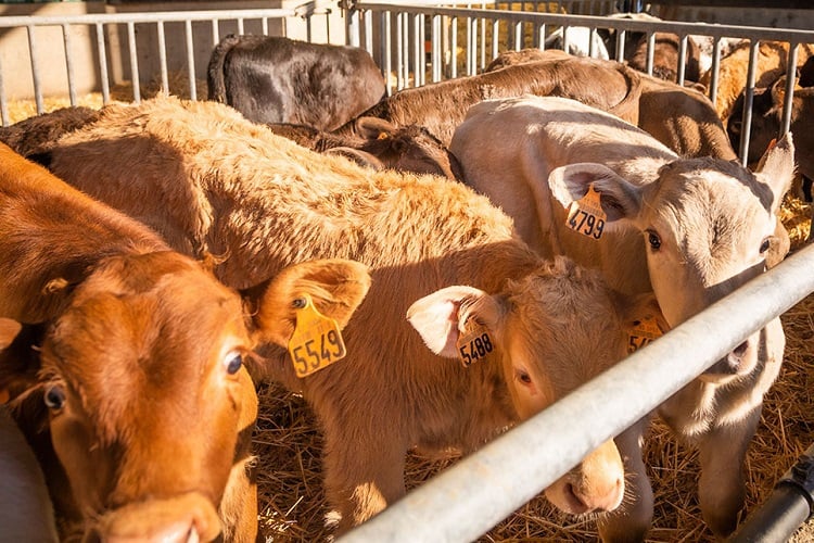 Post transport supplementation with potassium