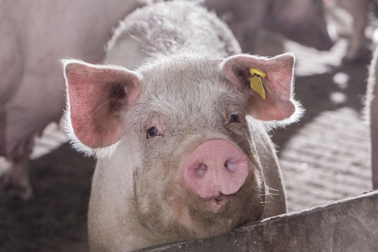 feed management in pigs
