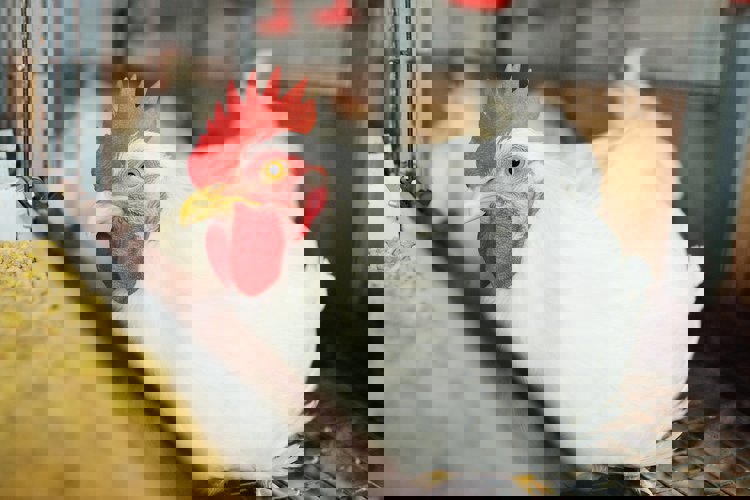 Broilers