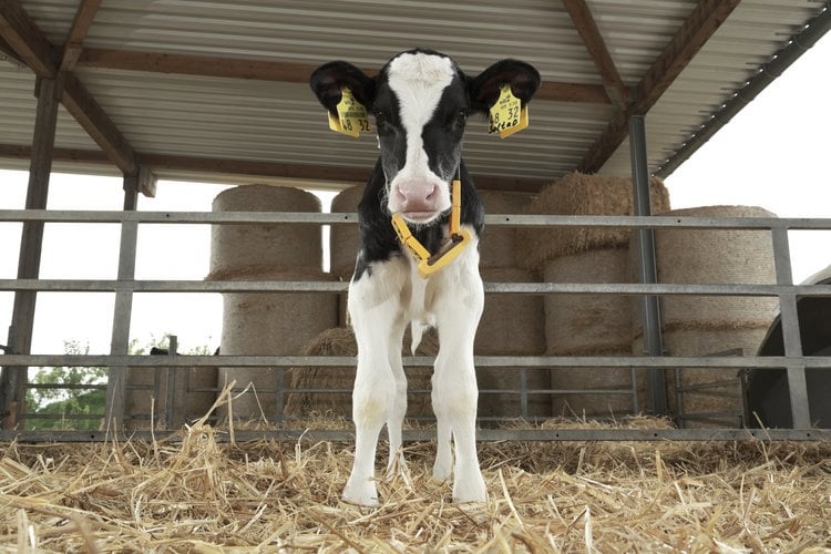 Cow