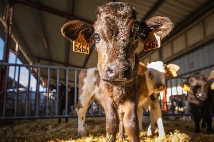 Cow