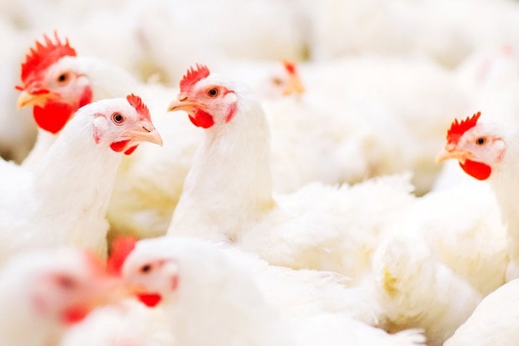 Broilers