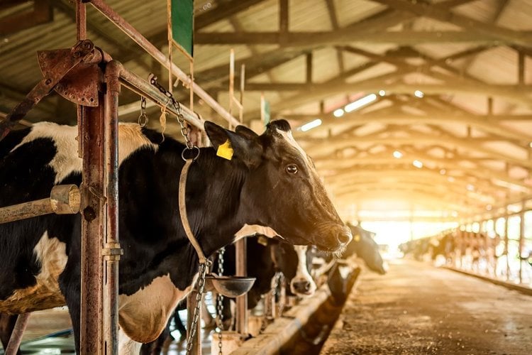 Dairy cow