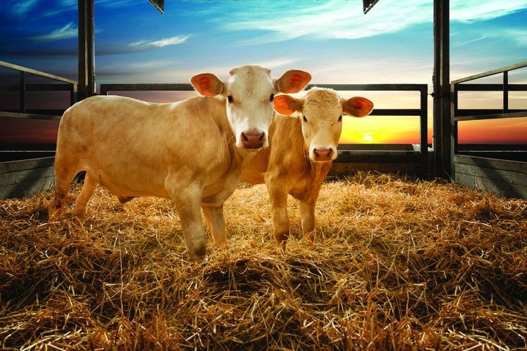 Beef farm