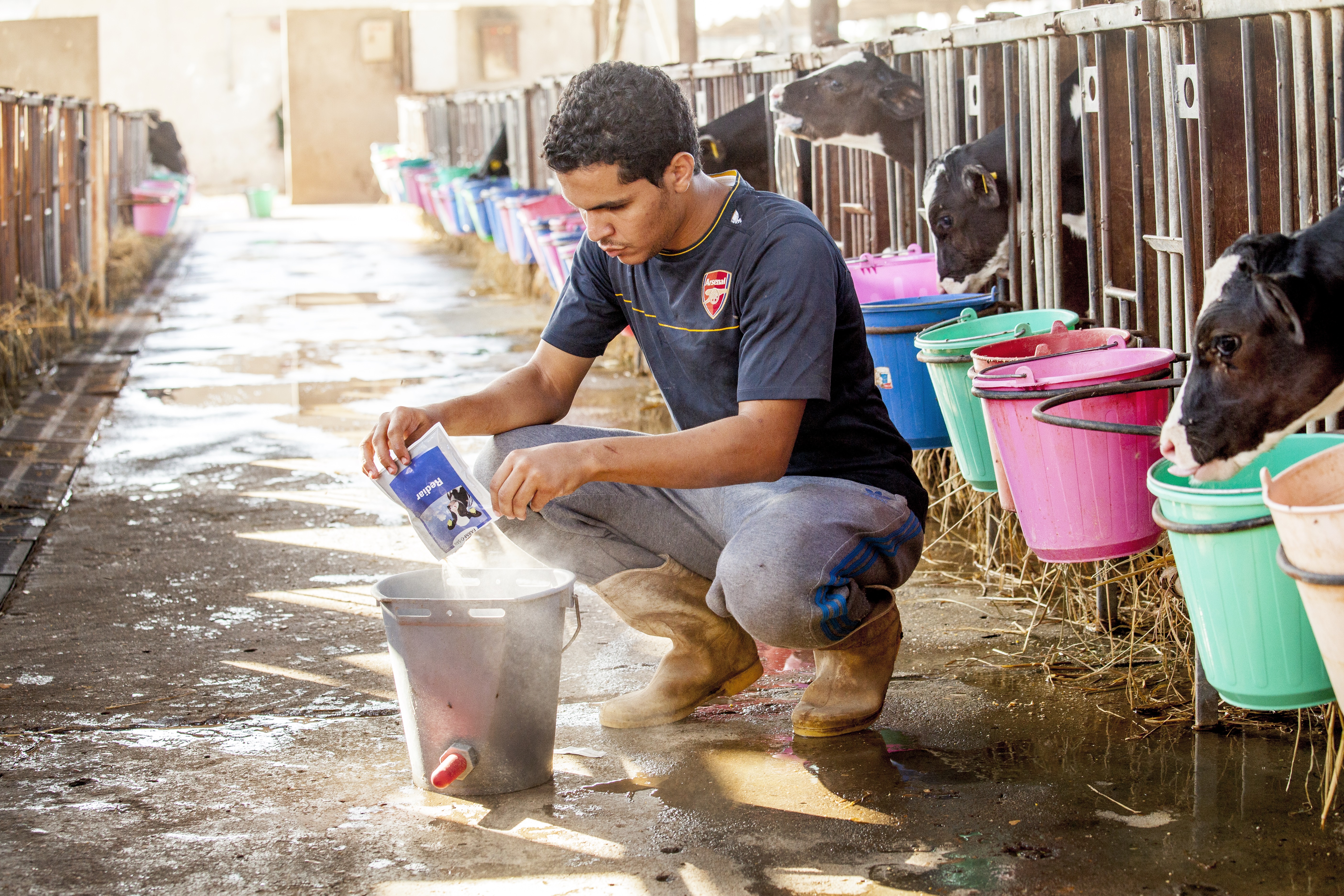 Early identification of calf scours is crucial