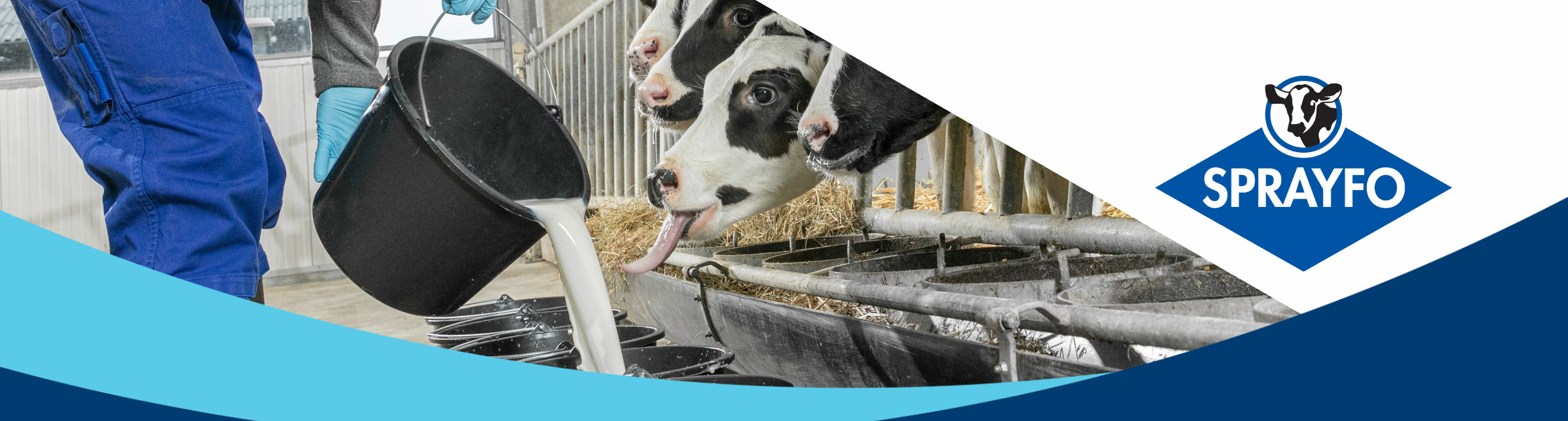 Sprayfo calf rearing solutions, for the best LifeStart