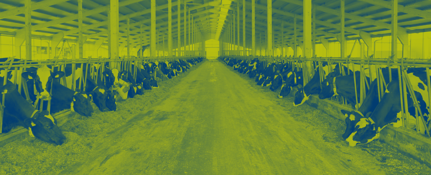 dairy cows farm