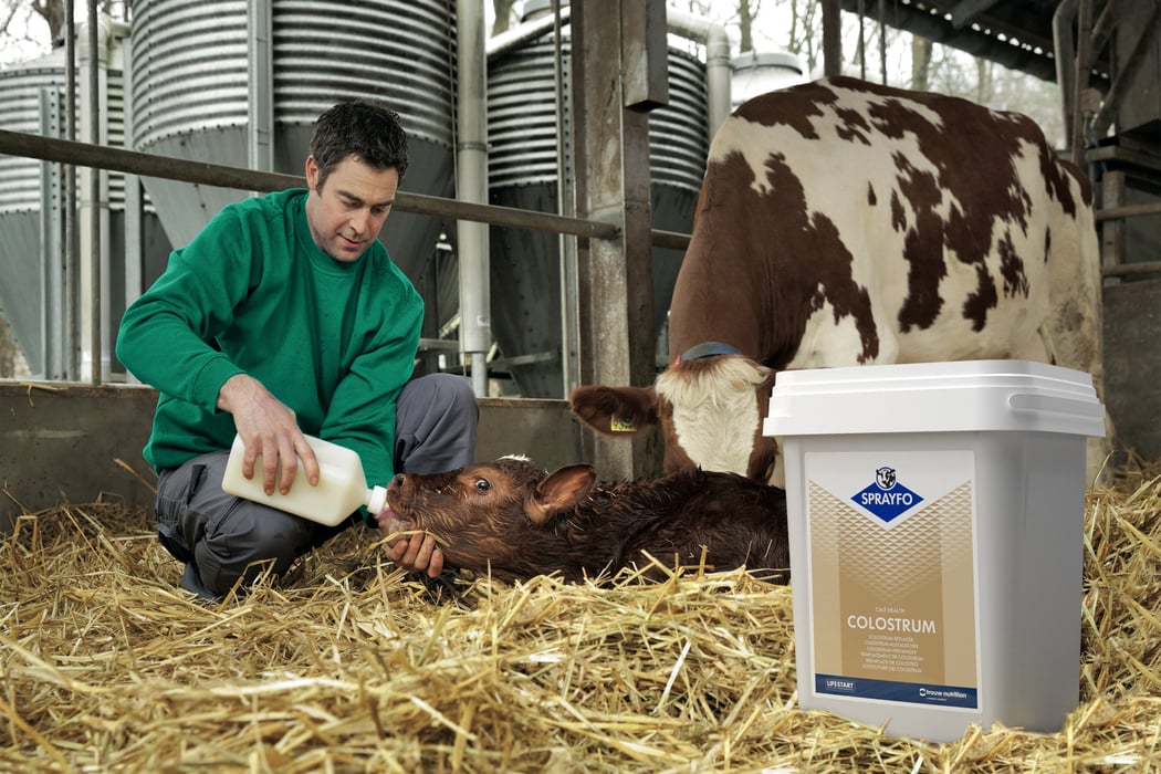 colostrum management