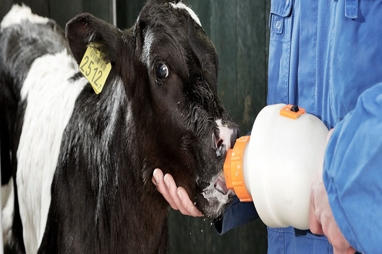colostrum management