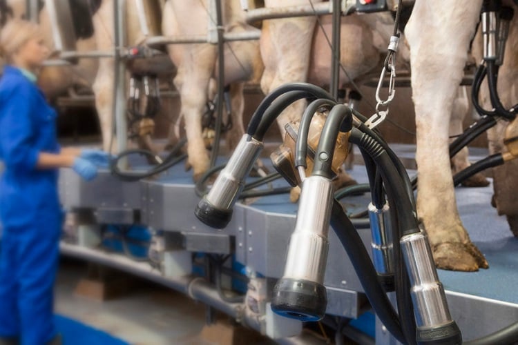 A LifeStart calf feeding schedule