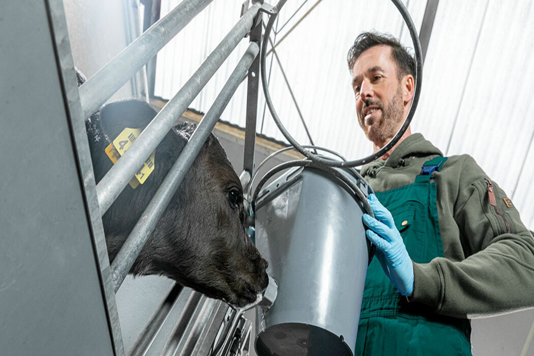 Effects of energy source in calf milk replacers