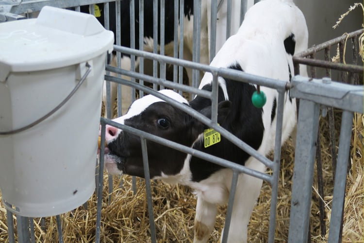 High planes of nutrition improve growth