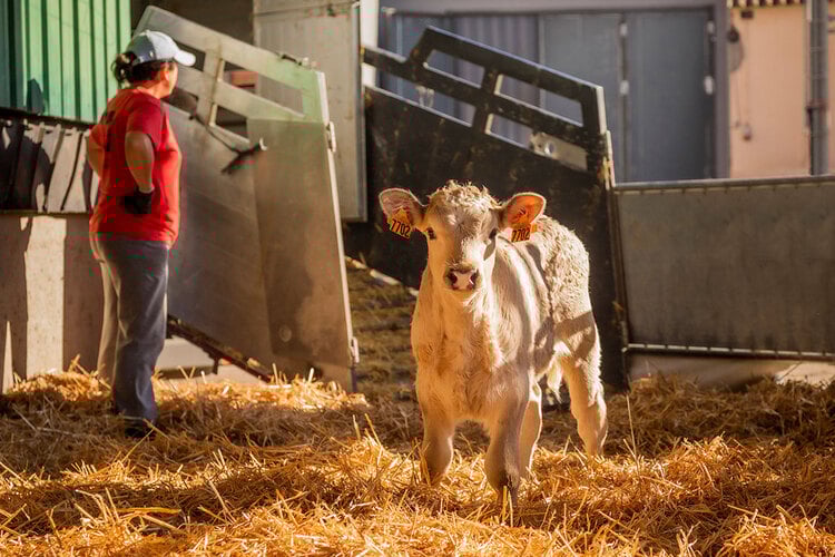 Pre transport supplement containing potassium and glycero