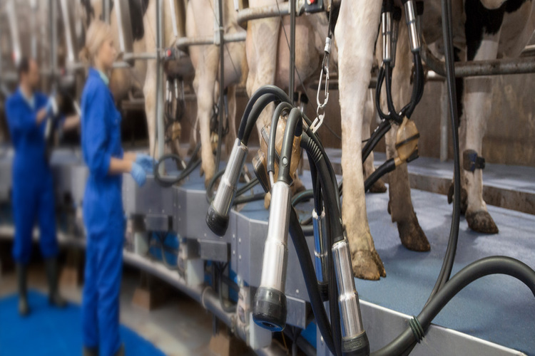 A LifeStart calf feeding schedule