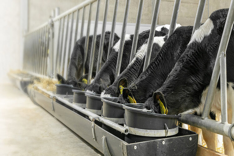 Calves included in the Kempenshof trial