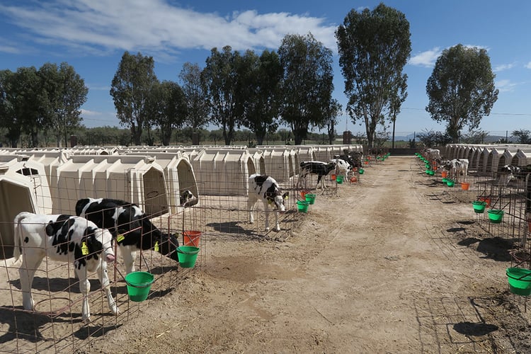 Calves fed ad libitum