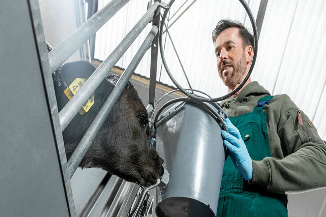 Energised calf milk replacer in a LifeStart feeding schedule