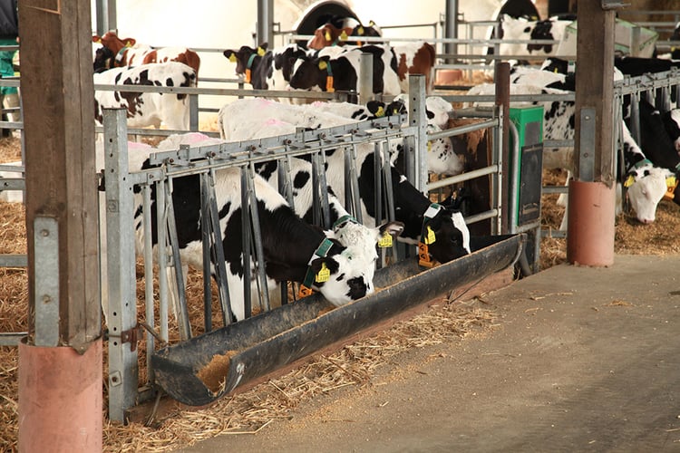 Weaning at a later age