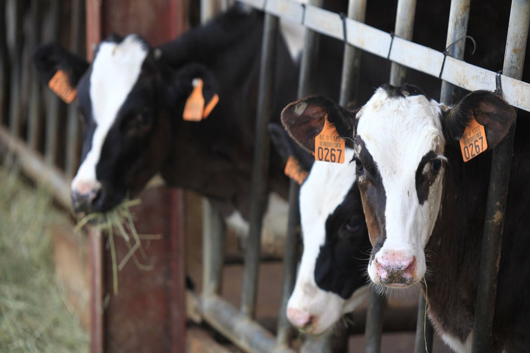 LifeStart weaning strategies