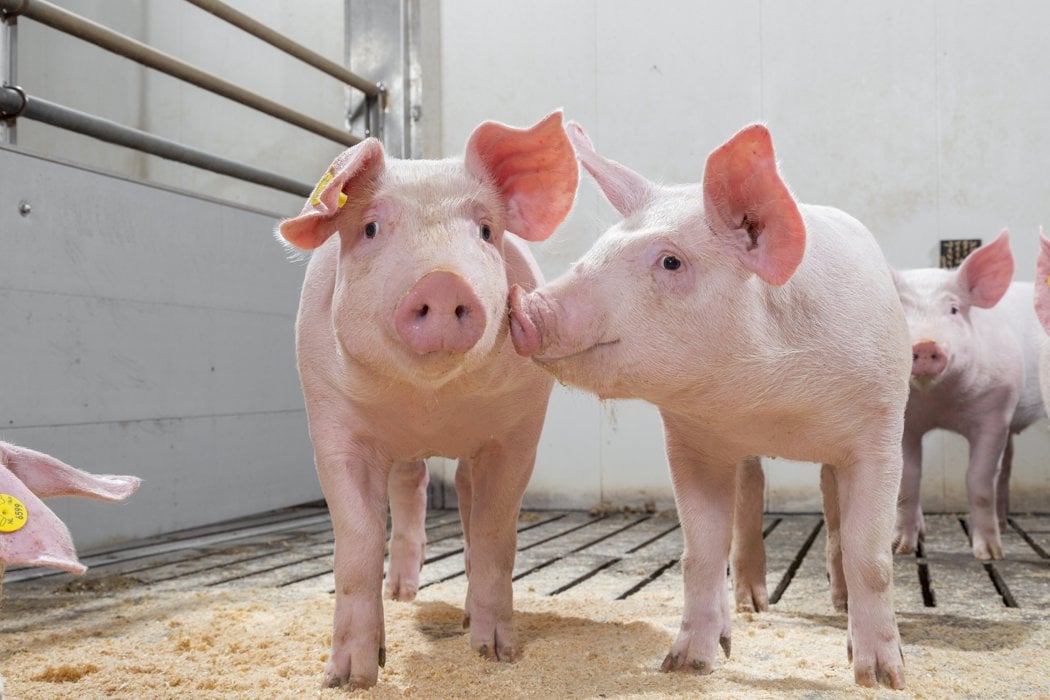Controlling Salmonella in piglets
