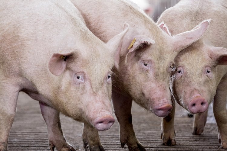Piglets
