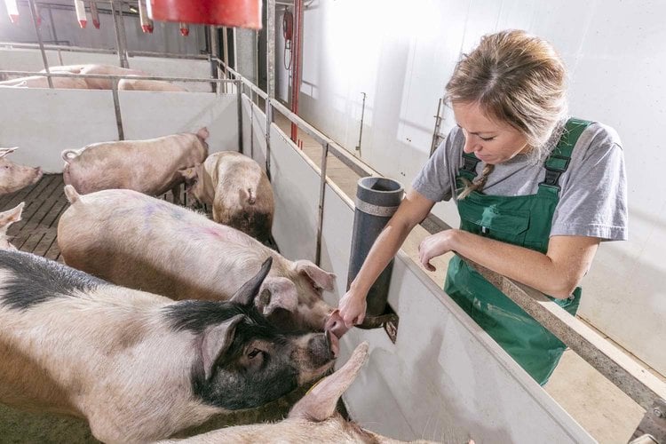 Maternal Sows